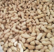 Pequeño maní japonés tostado con cáscara