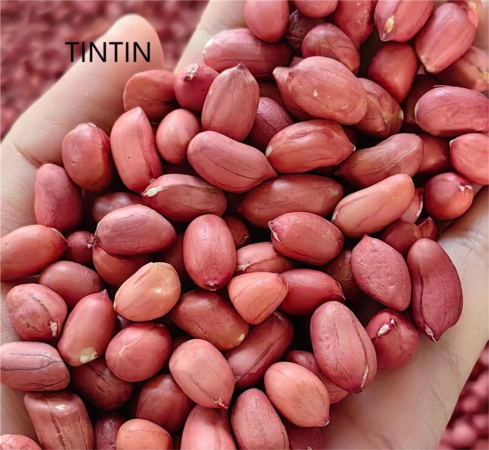 Venta con descuento de granos de maní de piel roja china